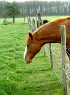 Ferme des 3 Ponts - Cheval dans un pré