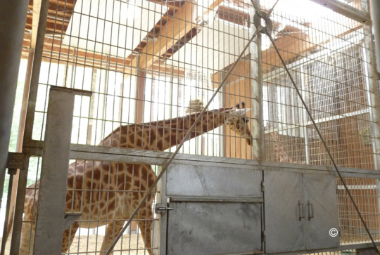 Zoo de Lyon la giraferie