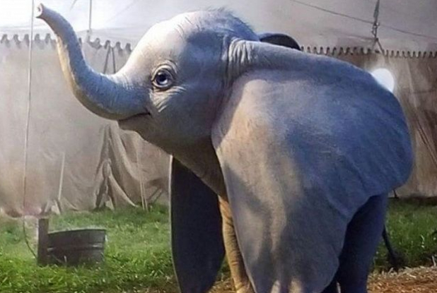 Dumbo, le film - Première image