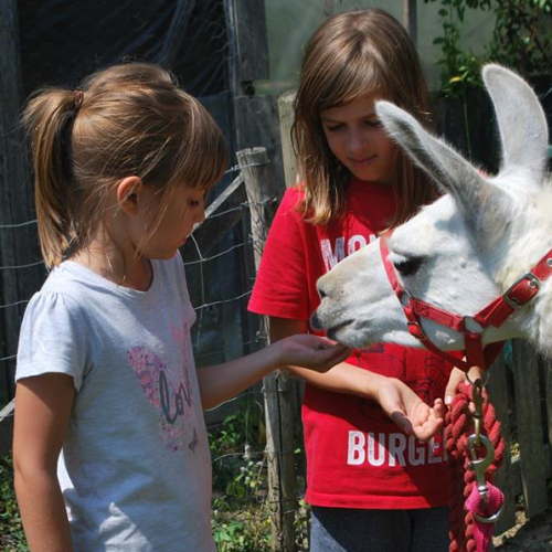 La Maison des chameaux à Castelnau