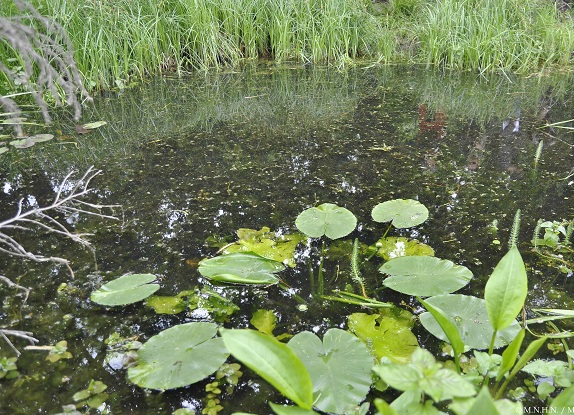 Fête de la nature Jardin des plantes ©RICHARD-MA_MNHN