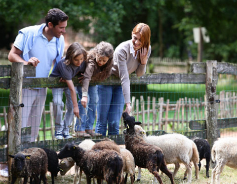 La prairie des Animaux du Puy du Fou