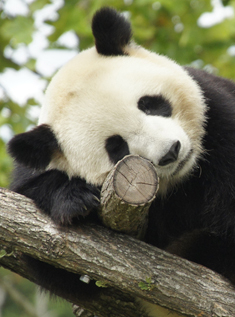 séjour ZooParc de Beauval_jeux-concours@Zooparc de Beauval