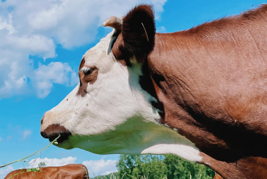 Ferme de l'escaillon : vache