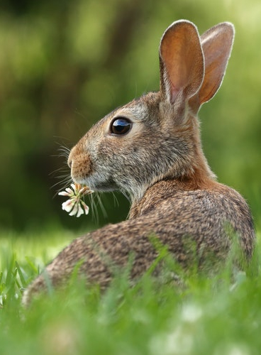 chasse aux oeufs jardin comte de falicon nice