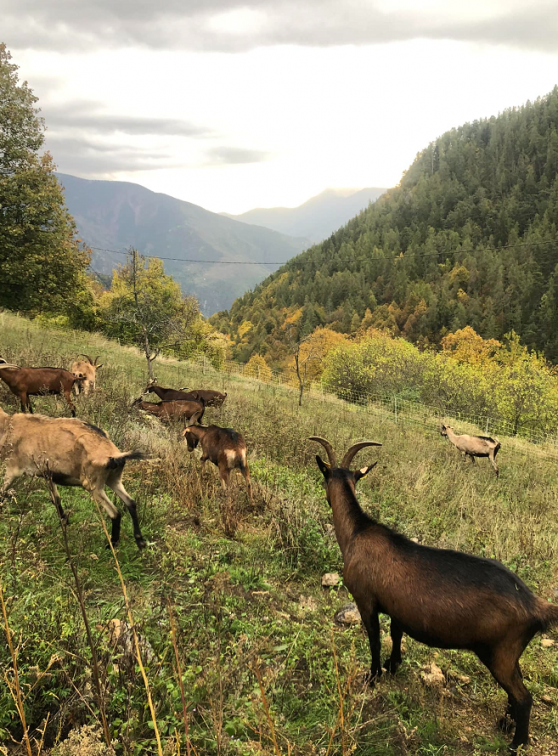 Petite ferme de Roubion : Les chèvres