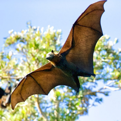 Nuit de la chauve-souris 2021 près de Bordeaux en famille