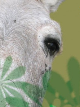 Kalifourchon - Cie Tintamarre et Boudeficelle