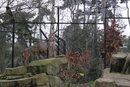 Parc zoologique de Paris @CitizenKid