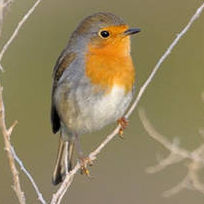 Secrets de jardins 2017 en Essonne