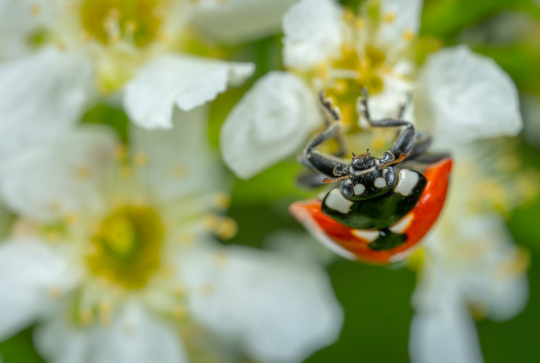 Quel matériau pour quel insecte ?