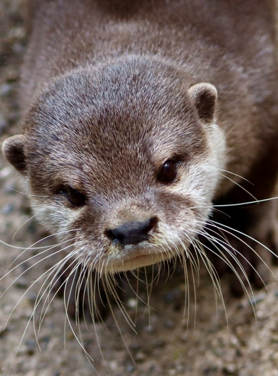 Zoo de Lille : Loutre