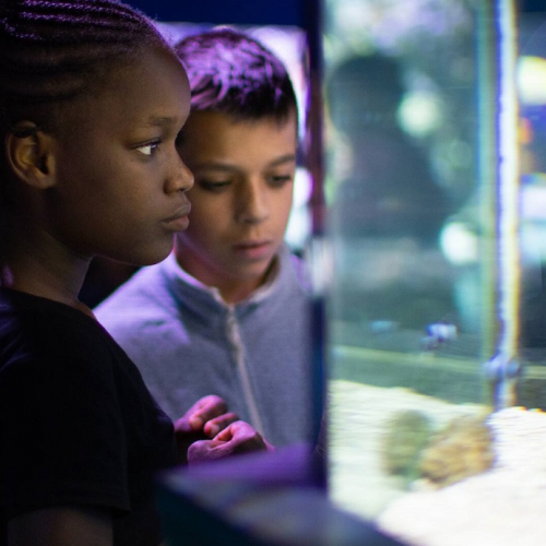 Vacances d'été 2024 au Musée océanographique : Deux enfants observent un aquarium