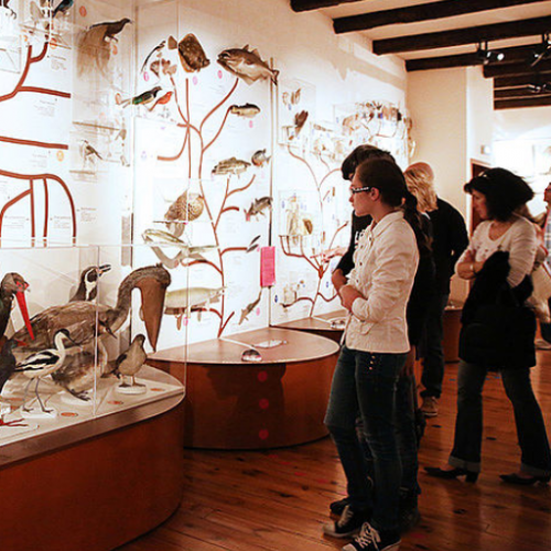 Muséum Henri-Lecoq