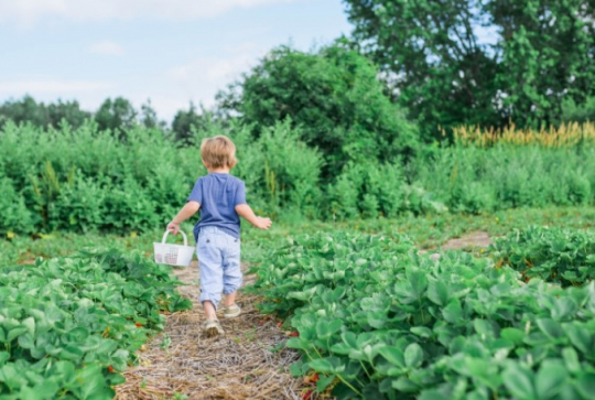 La Cueillette de Léon