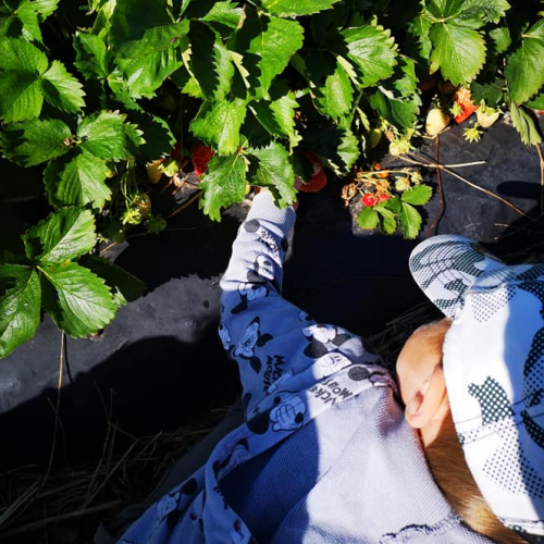 Cueillette Lavernose : enfant ramasse fraises