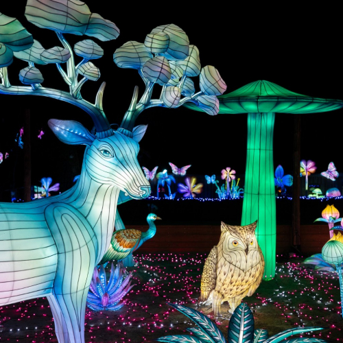 Festival Luminescences : cerf et hibou