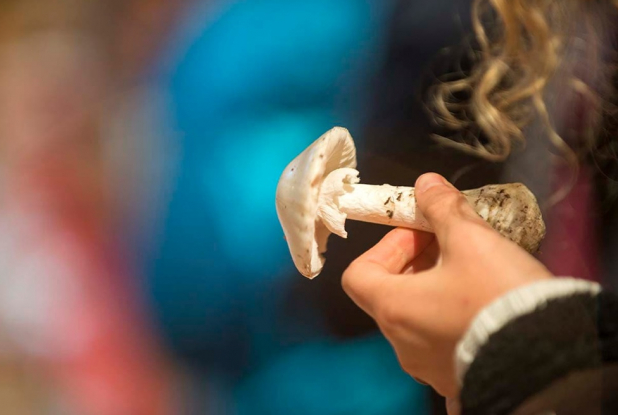 Passion Champignons à l'Écomusée de la Bintinais : champi