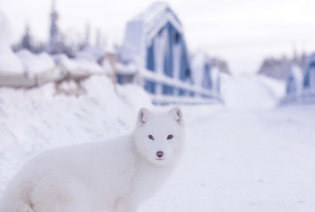 Kina & Yuk : renards de la banquise - décor enneigé