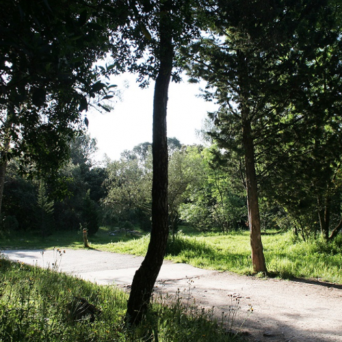 Bois de Montmaur