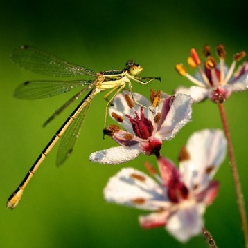 Le Peuple de l'Herbe