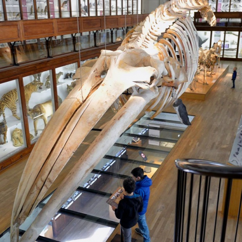 Halloween 2018 au Muséum de Nantes
