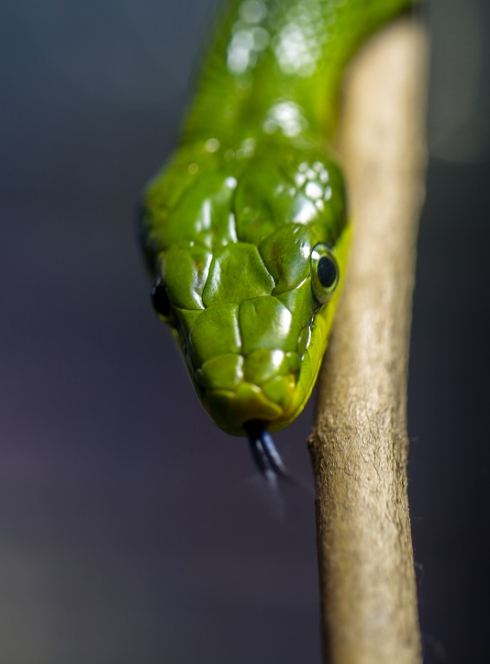 Parlez-vous fourchelang ? au Muséum de Nantes