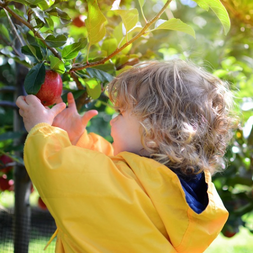 Cueillette en famille : vos bons fruits et légumes à Clermont