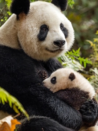 Journée de la Terre avec Disney Nature - Pandas "Nés en Chine"