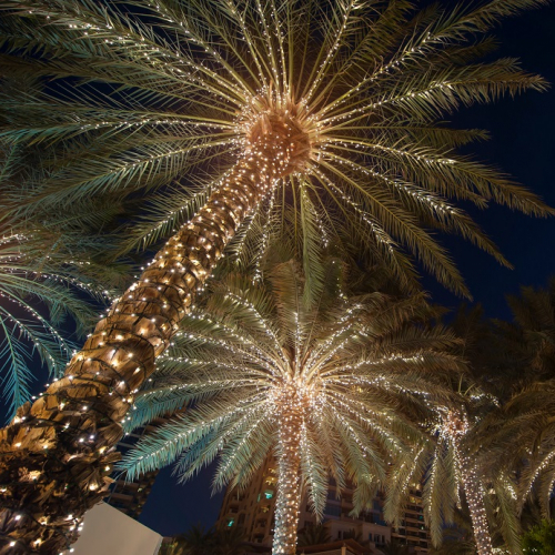 Puget-Théniers fête Noël : Palmiers illuminés