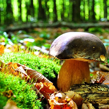 Sortie champignons au Bourgailh