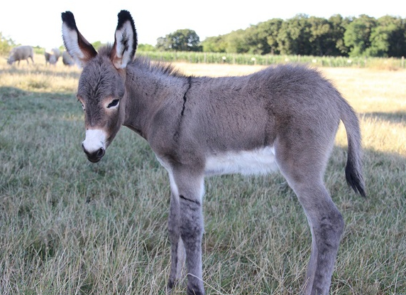Ferme des Glaciers - Labyrinthe géant de Saint-Martin-du-Tertre