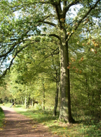 Forêt de Phalempin