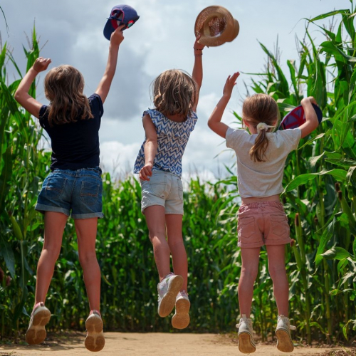 Pop Corn Labyrinthe : enfants sautent au milieu d'un champ de maïs