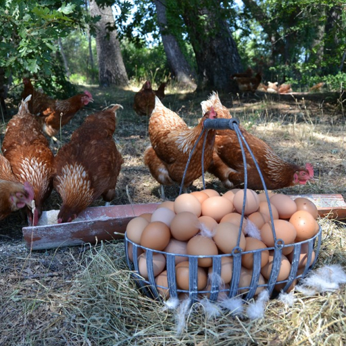 Les poules de la ferme du Chot