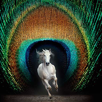 Métamorphoses - Grandes Écuries de Chantilly