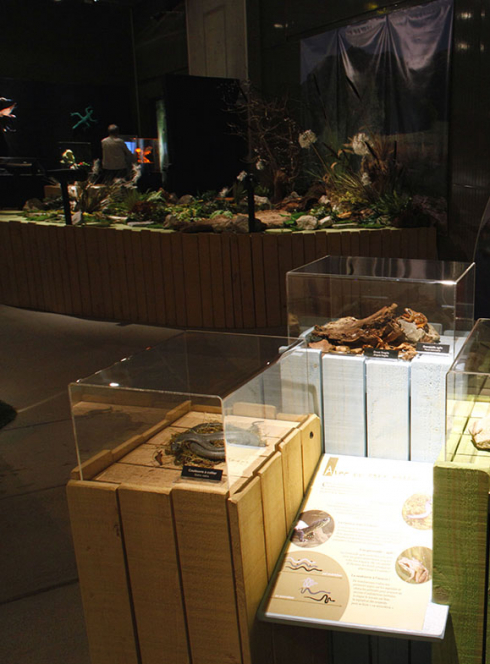 Reptiles & amphibiens