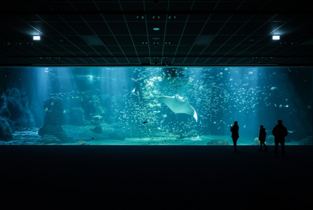 Aquarium Nausicaá : Immensité