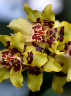 Exposition Mille et une orchidées au Jardin des plantes
