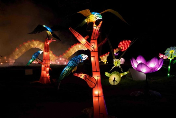 L'Odyssée Lumineuse : oiseaux