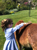 Une ferme chez vous : fillette brosse cheval
