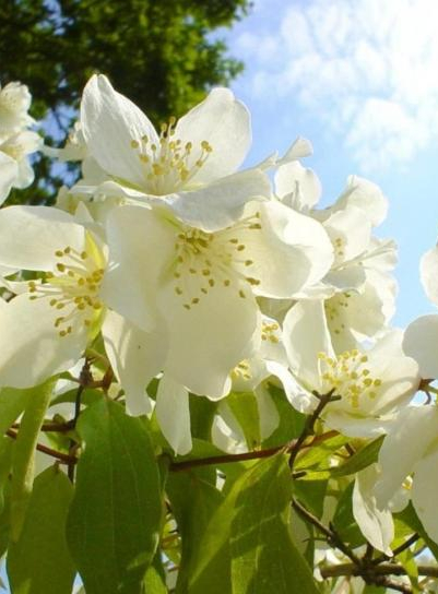 Fête du Jasmin à Grasse