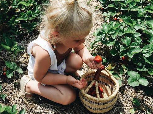 Enfant qui cueille des fraises