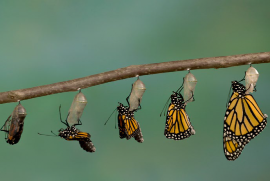 Expo Métamorphoses - Papillon