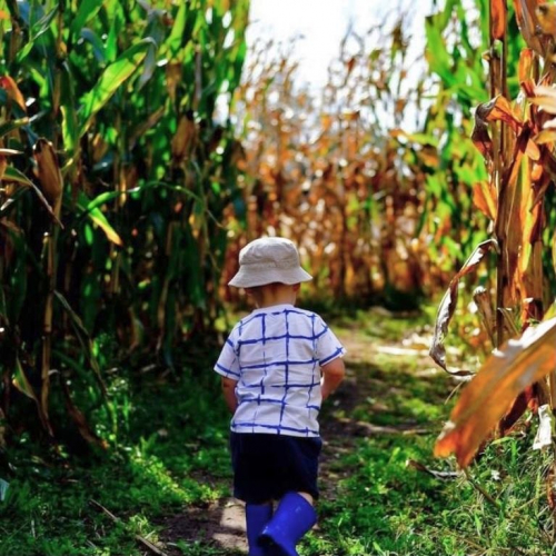 Image d'un enfant dans un champ de maïs
