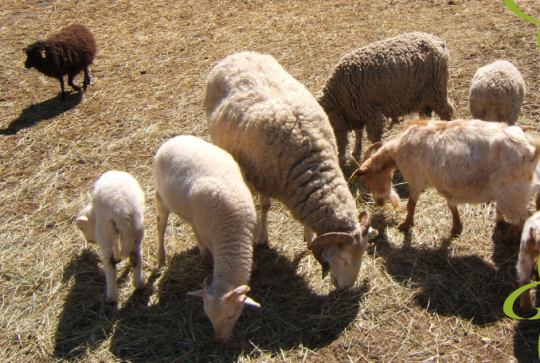 Ferme pédagogique de Figuerolles
