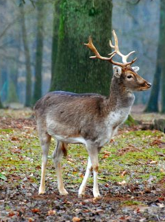 Daim - Expo L'Ill*Wald, façonnée par l'eau et l'homme
