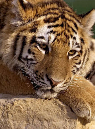 Zoo African Safari : félin sauvage