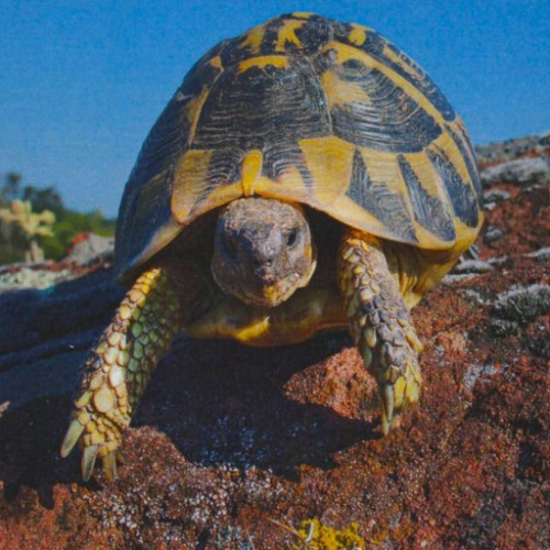 Expo La tortue d'Hermann