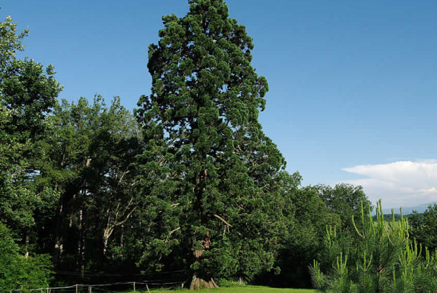 Sequoia Vertigo : parc centenaire